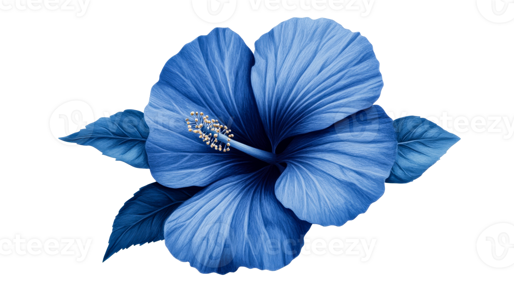 Blue hibiscus, flower, botany, petals, leaves, tropical, summer, isolated, cut out transparent png