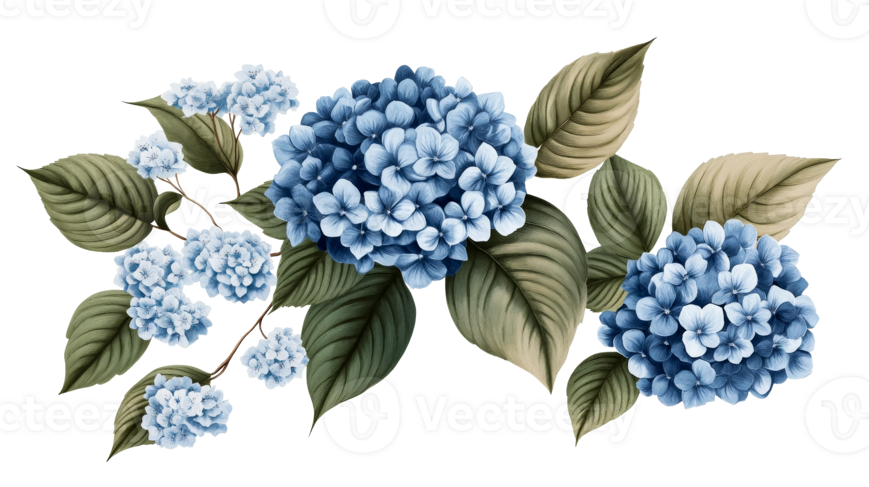 Hydrangeas arrangement with leaves on black background, cut out transparent png