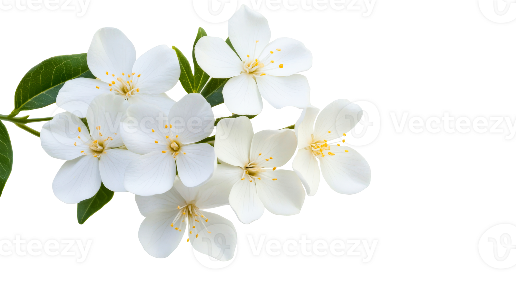 White Jasmine Blossom Cluster on Black, cut out transparent png