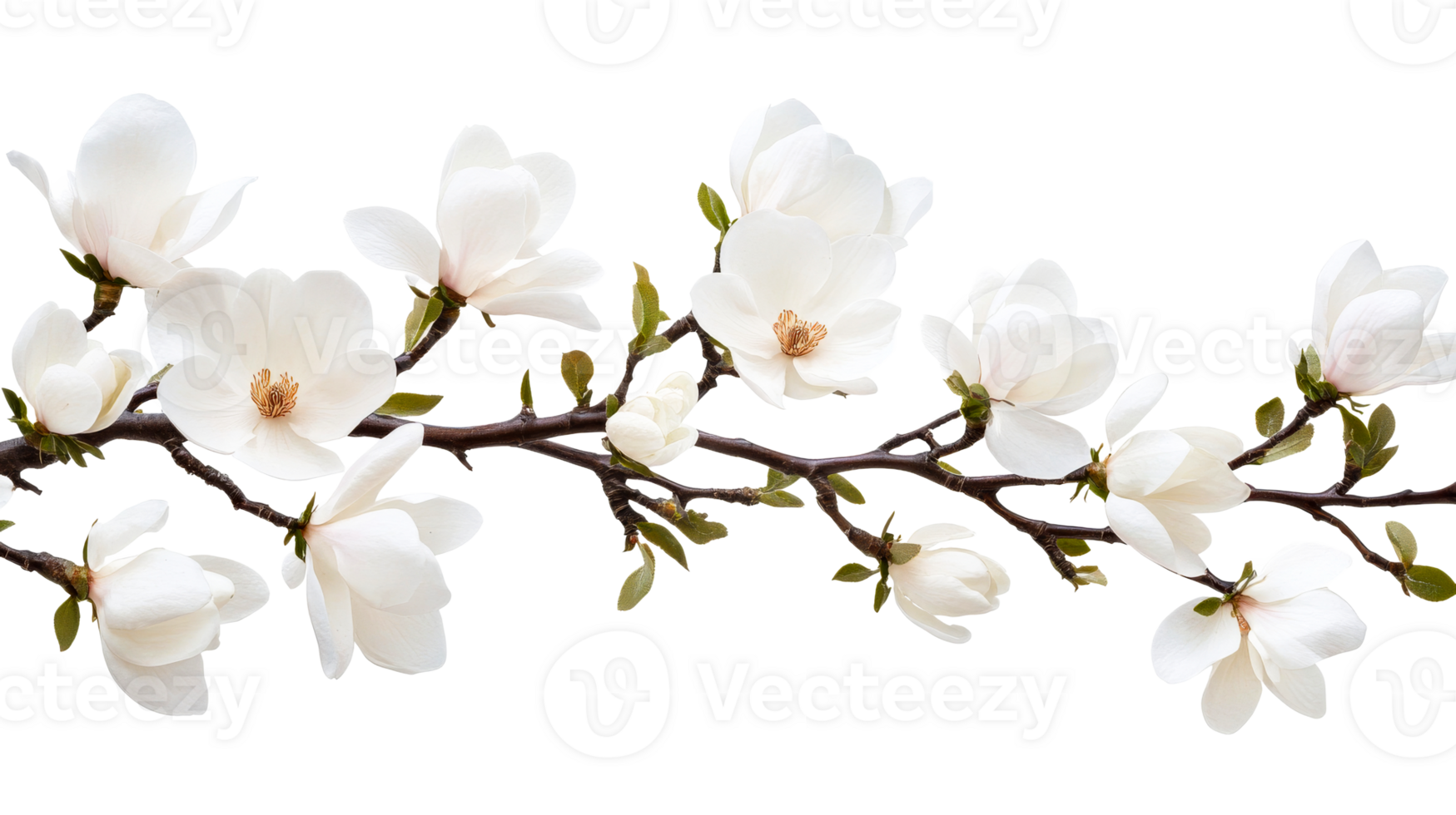 Magnolia flowers on branch, white petals, spring blossom, cut out transparent png