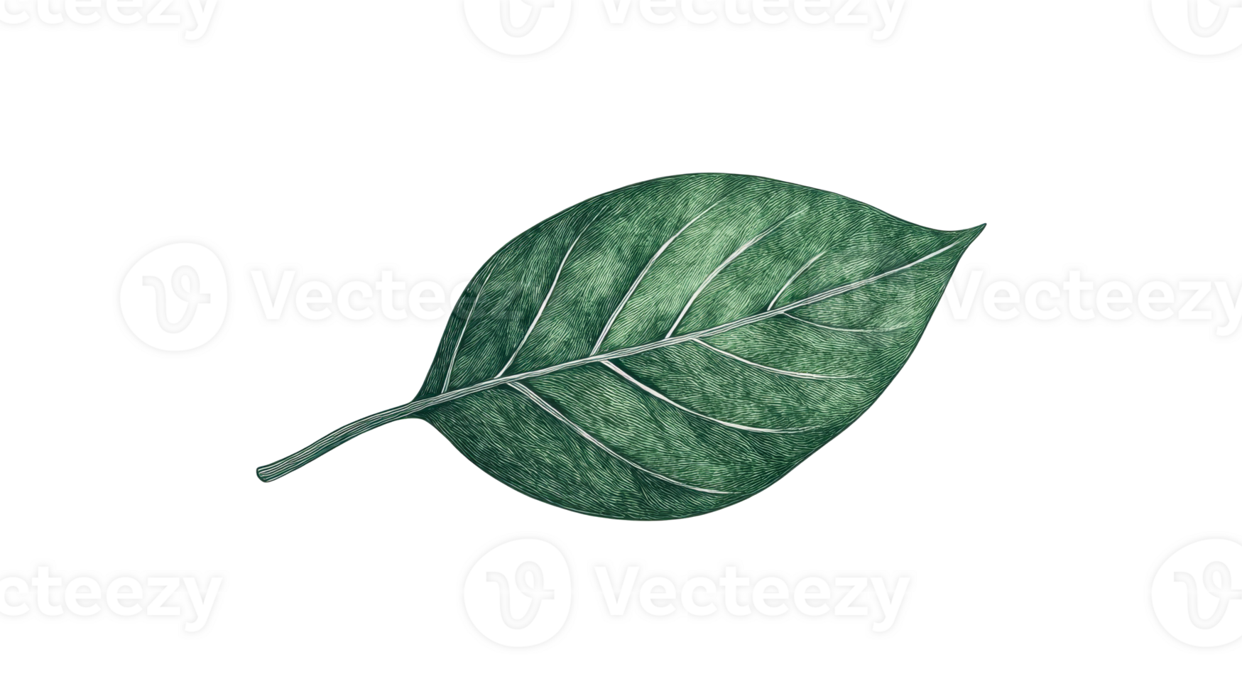 Detailed drawing of a green leaf, isolated, cut out transparent png