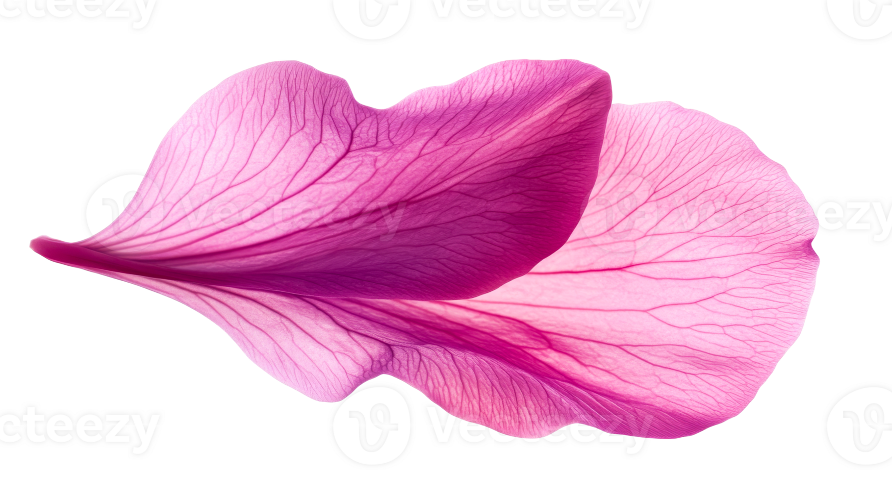 Detailed petals, violet, purple gradient veins close-up on black, cut out transparent png