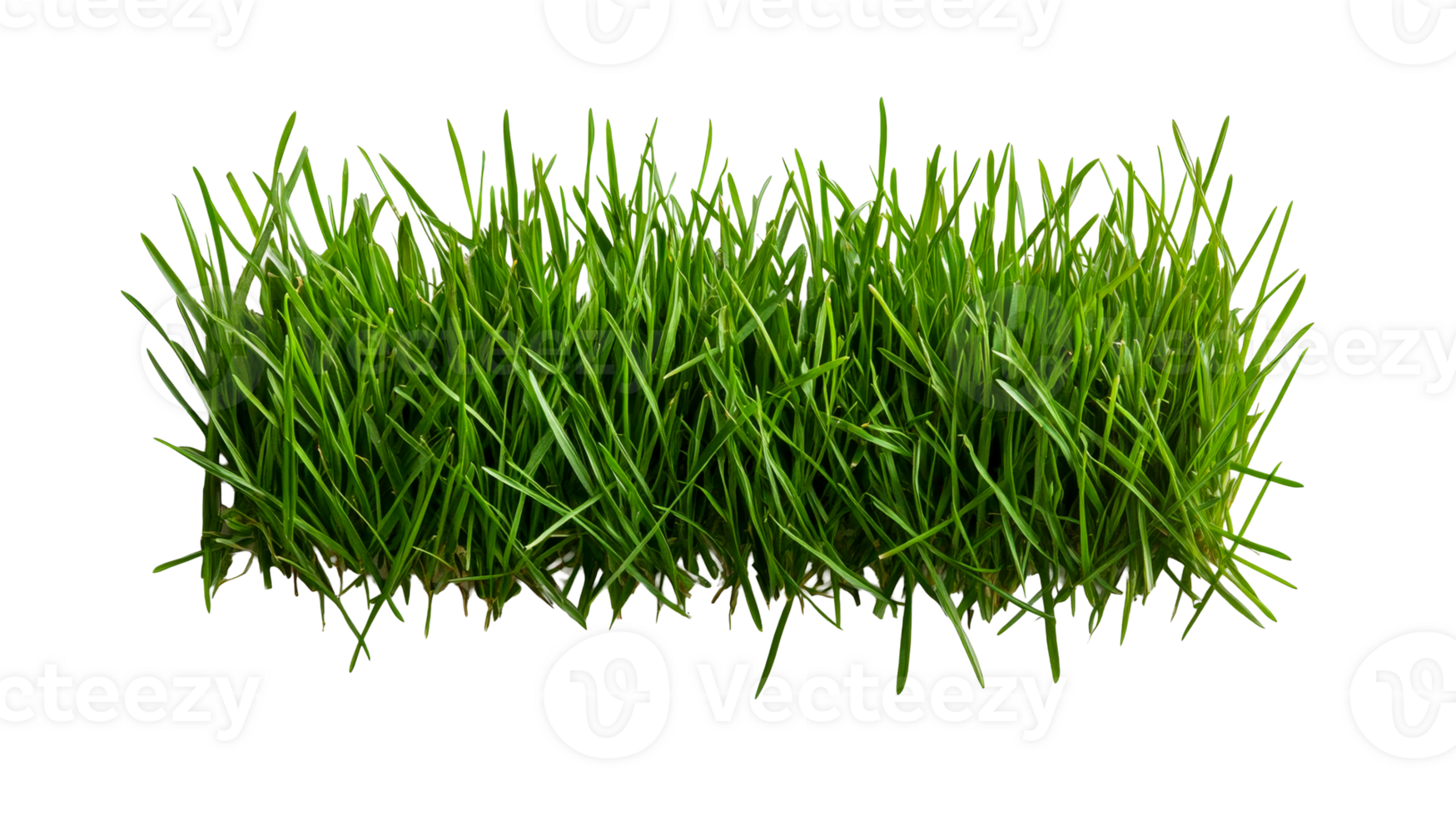 Lush green grass, fresh blades, lawn, spring growth, isolated, cut out transparent png