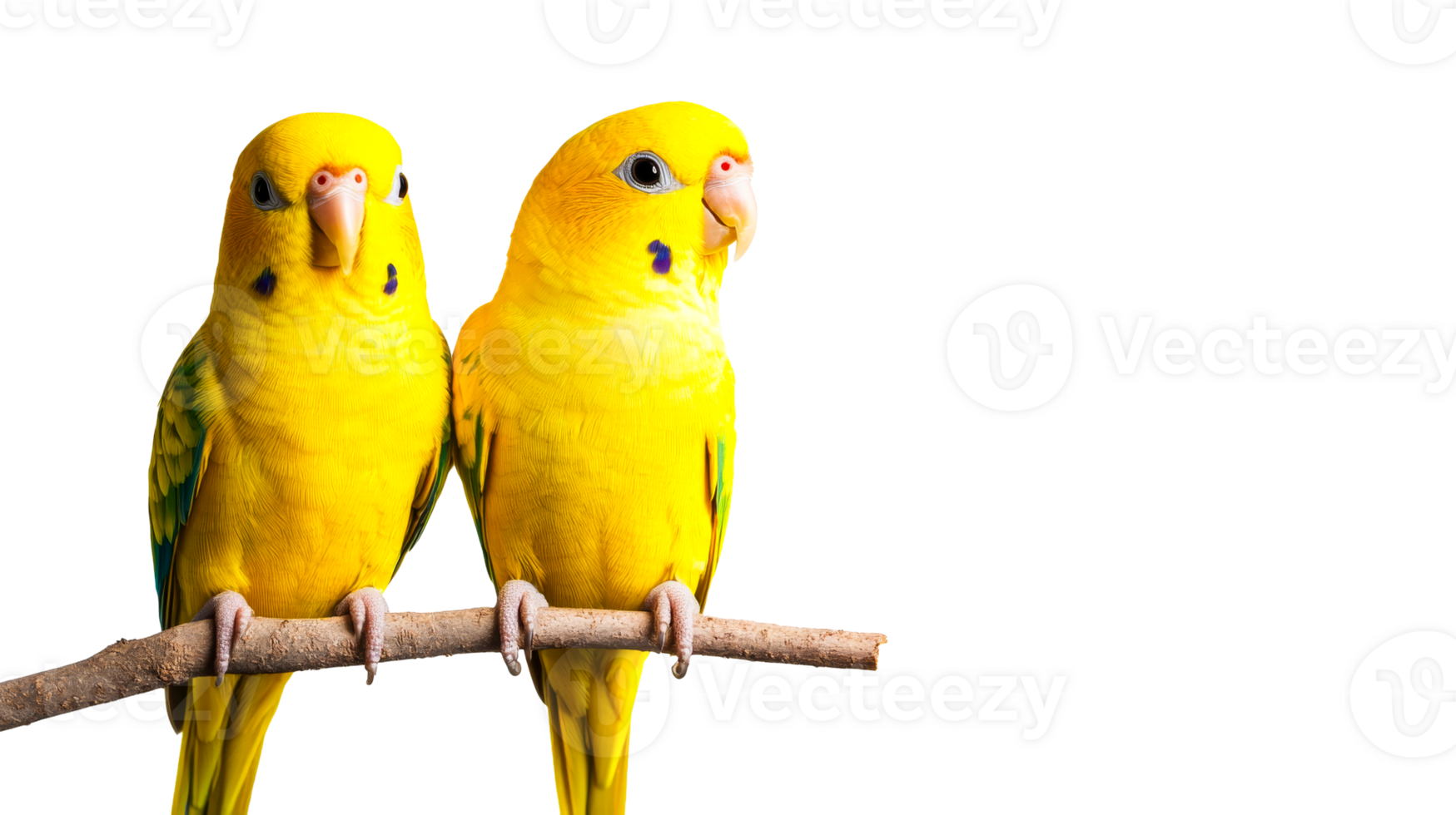 Pair of yellow parrots perched on branch, isolated, cut out transparent png