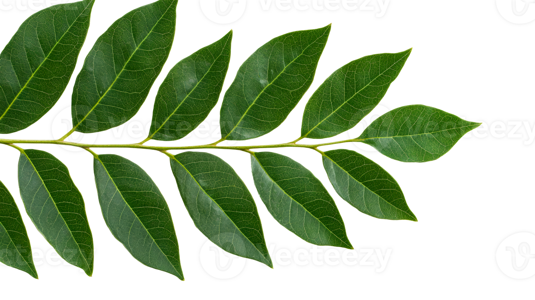 Green tropical leaves arrangement, foliage, lush nature background, cut out transparent png