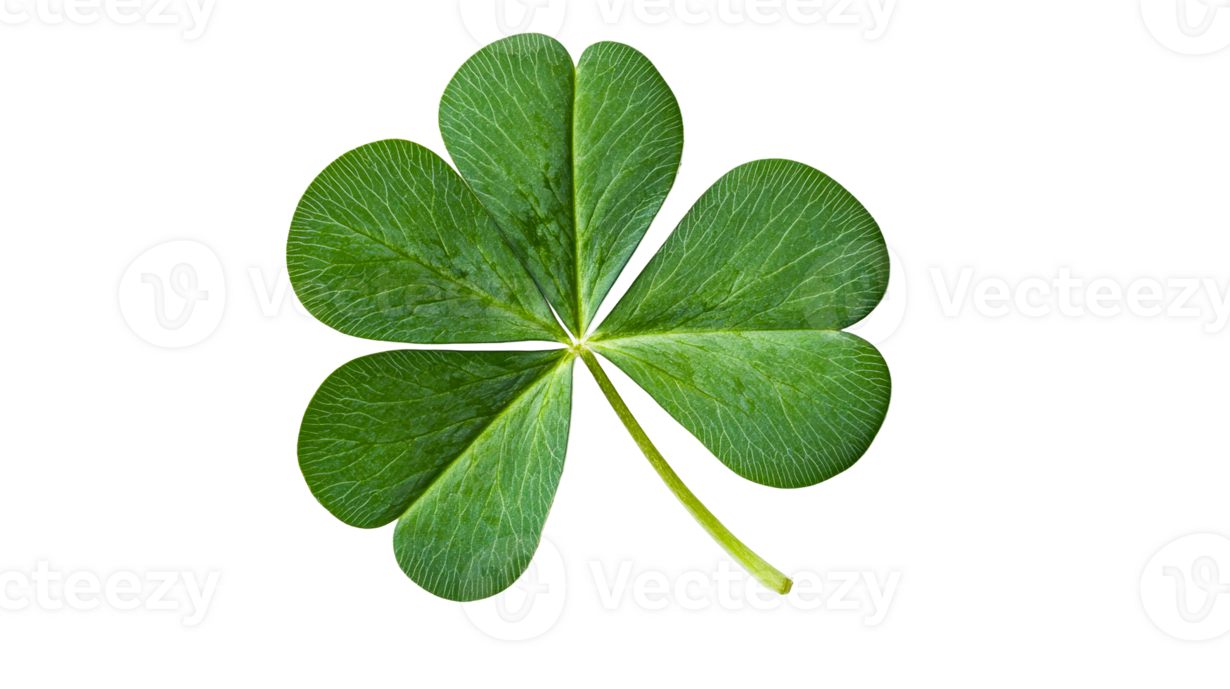 Green shamrock, three leaf clover, isolated on black background, cut out transparent png