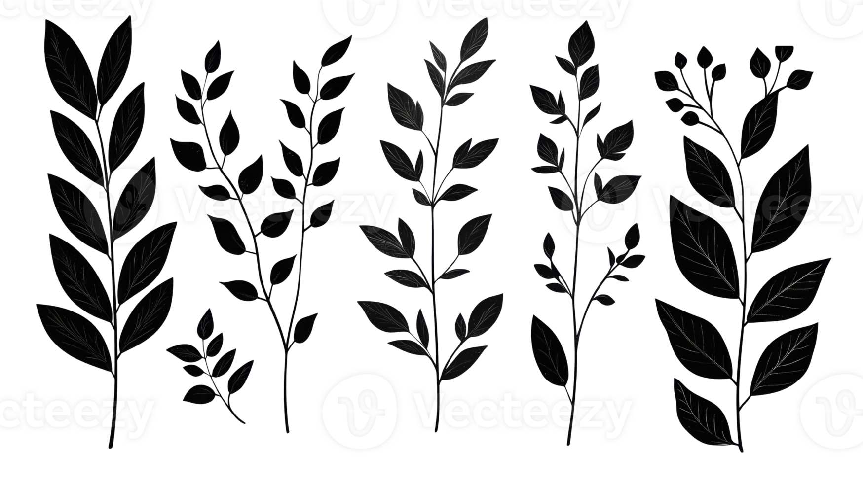 Botanical illustration leaves, twig set in black, cut out transparent png