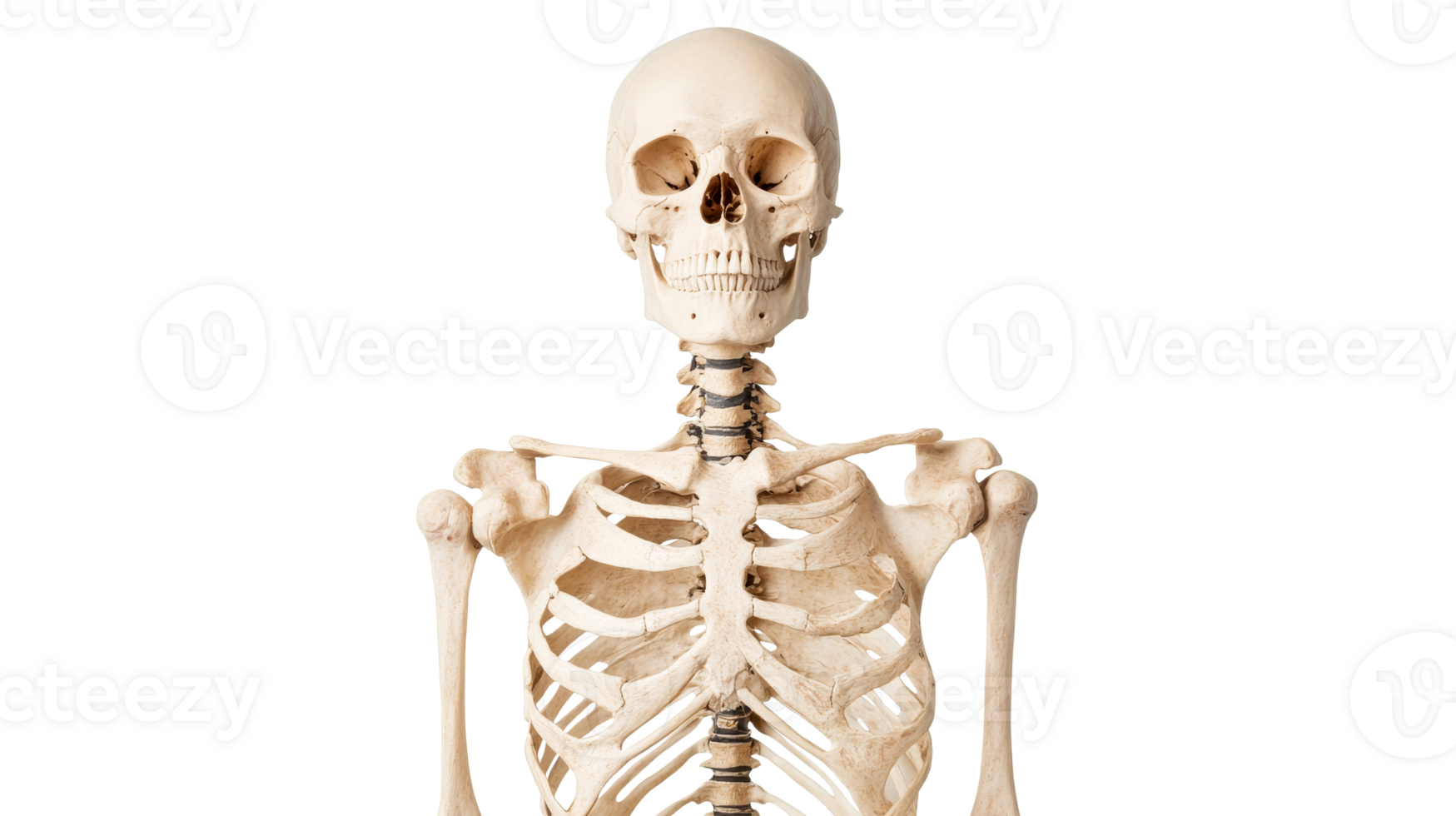 Human skeleton anatomical model, isolated against black background, cut out transparent png