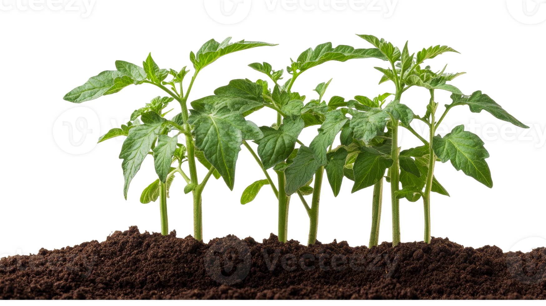 Tomato seedlings in the ground, green plants, new sprouts, cut out transparent png
