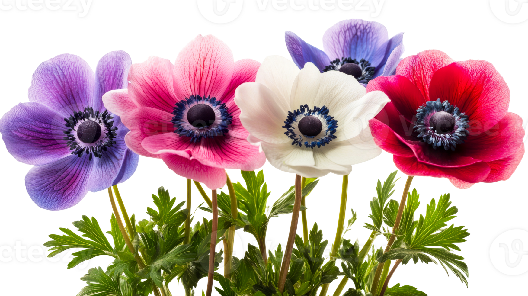 Row of vibrant anemone flowers on black background, cut out transparent png