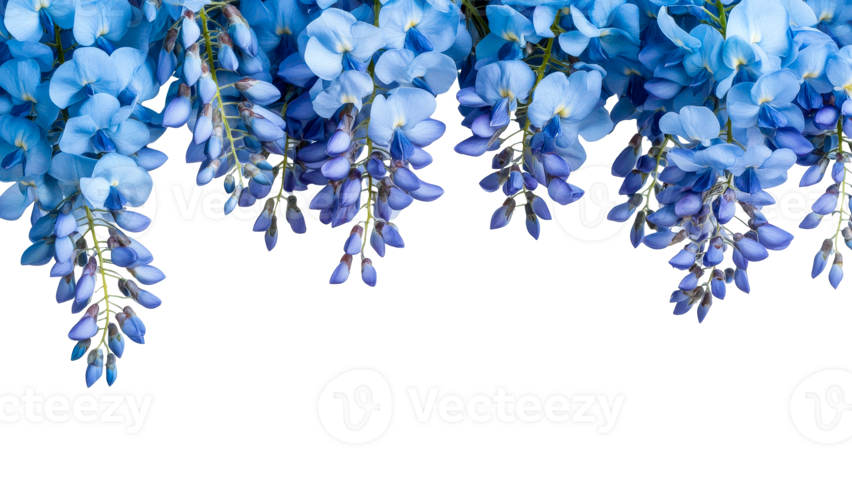 Cascading blue wisteria flowers against black background, cut out transparent png