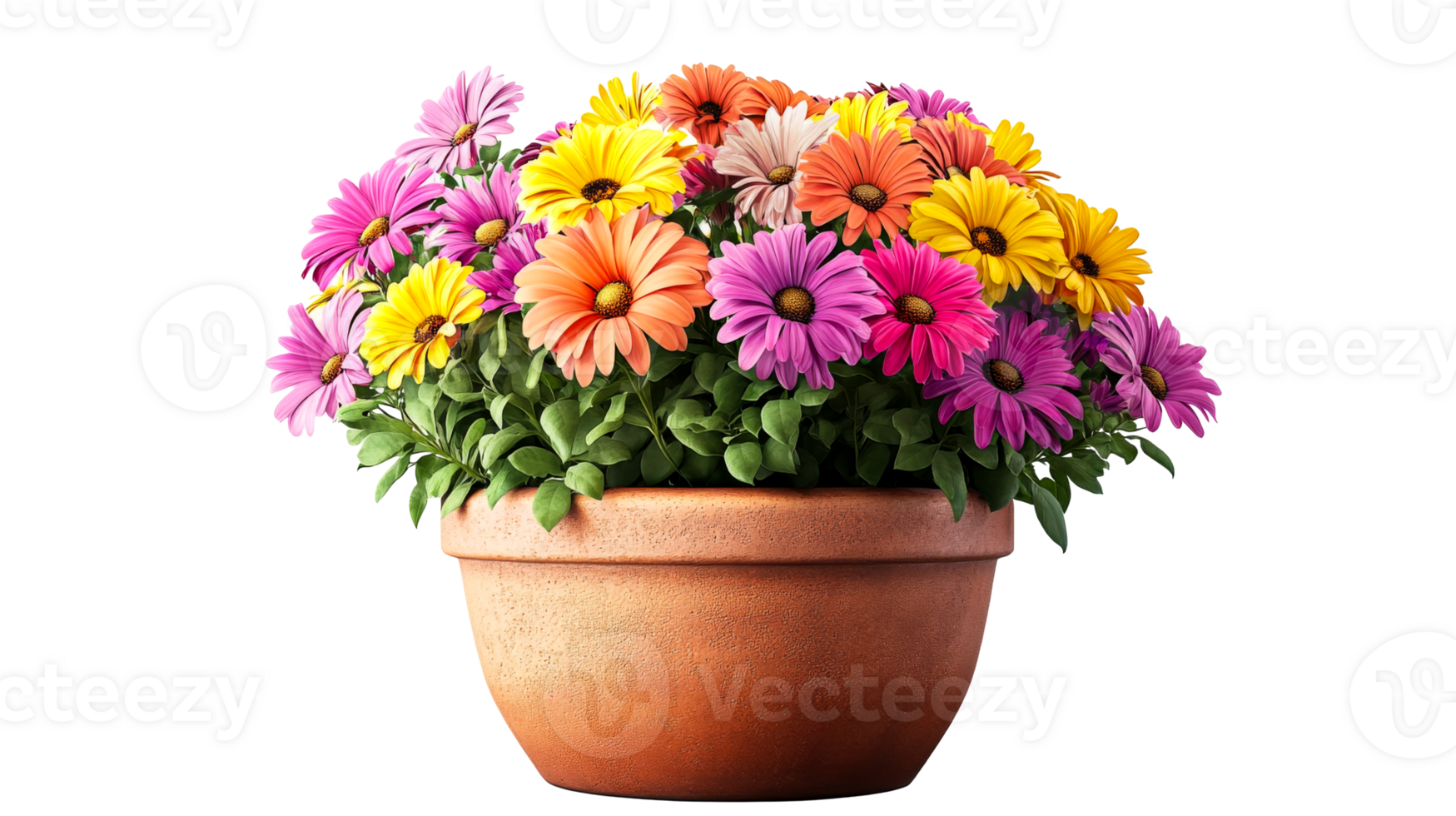 Pot with colorful osteospermum flowers, cut out transparent png