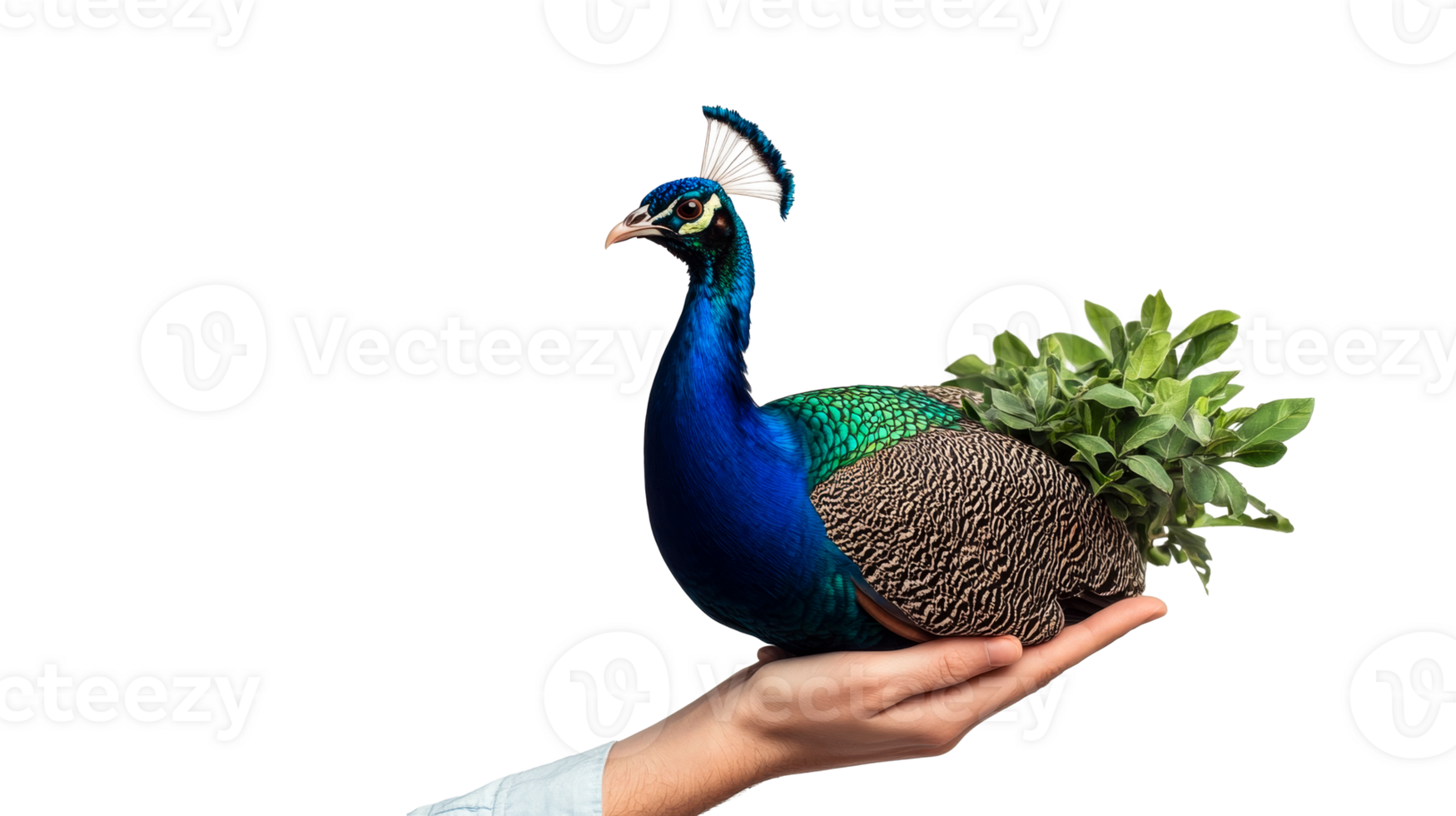 Peacock resting in the palm of a hand on black background, cut out transparent png