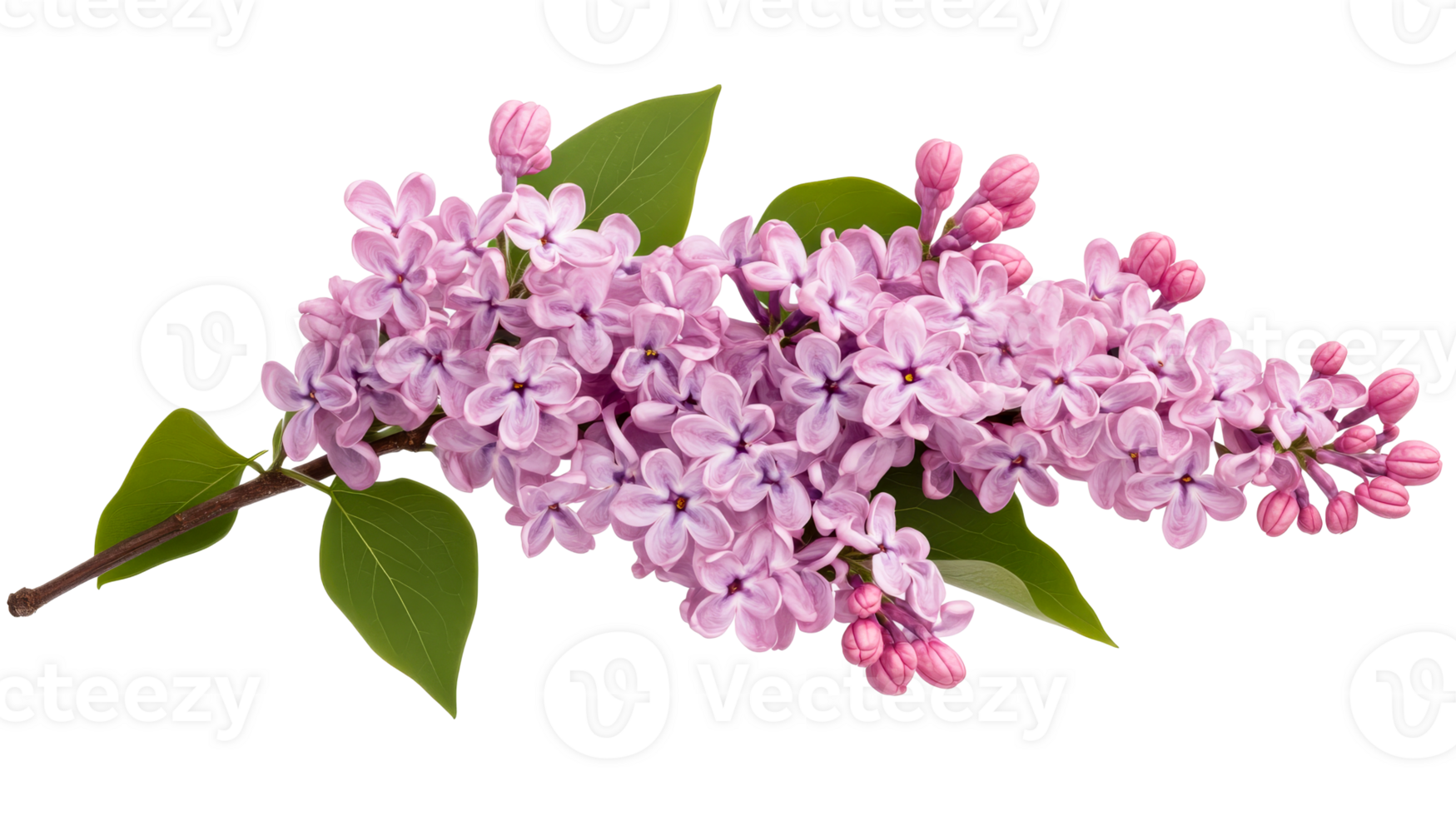 Blooming lilac branch with pink petals and green leaves, cut out transparent png