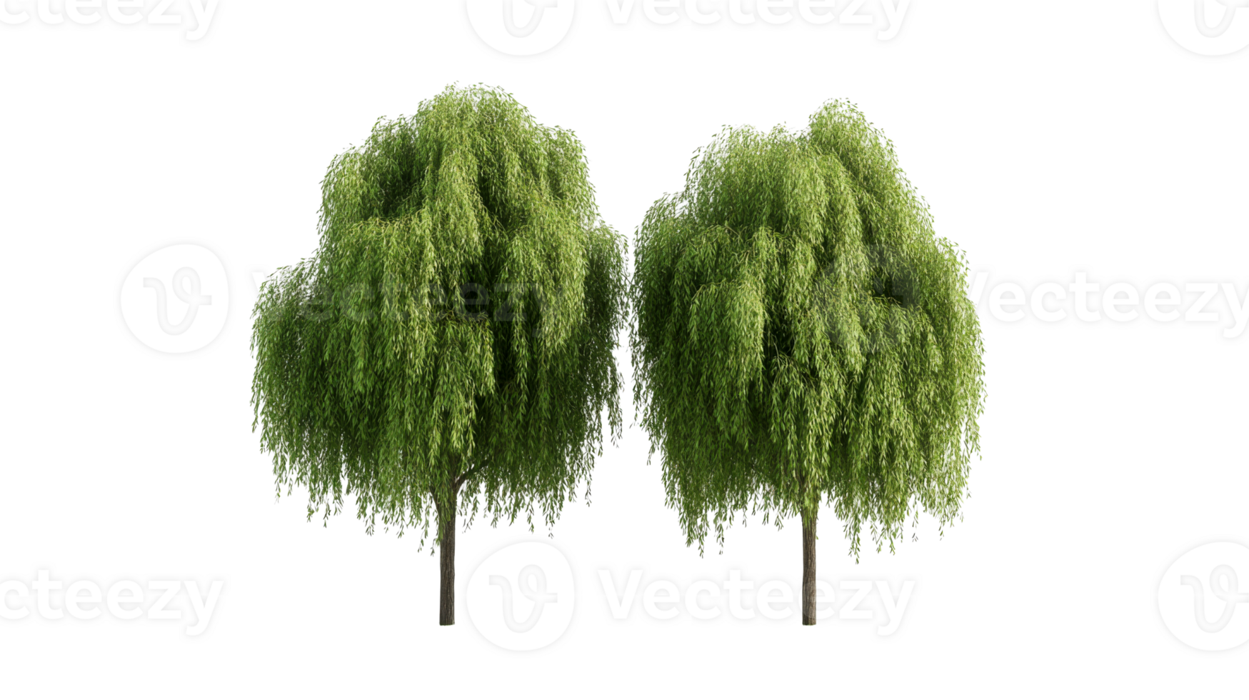 Two weeping willow trees in summer, isolated, cut out transparent png