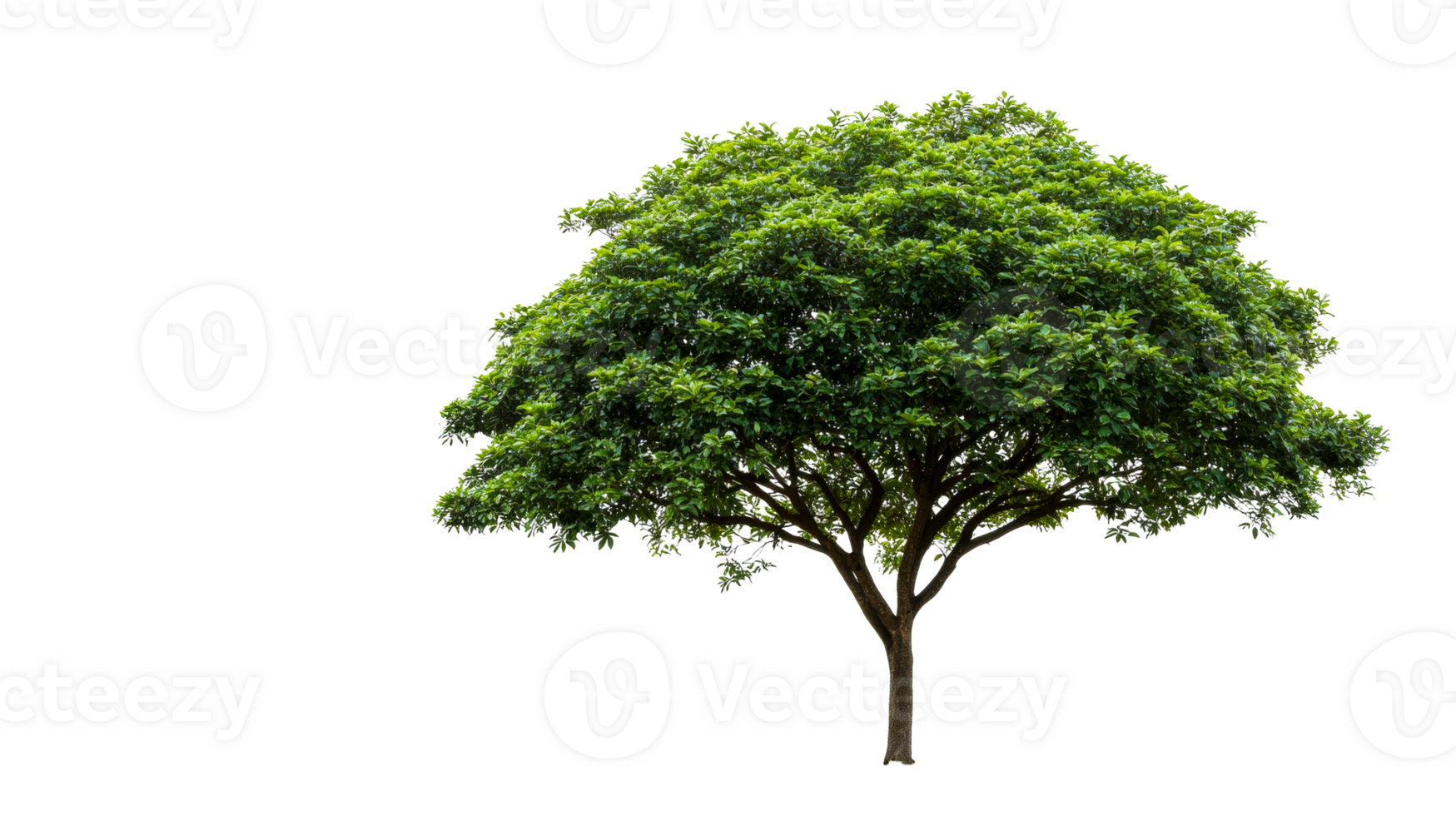 Detailed view of a lush green tree on a black background, cut out transparent png