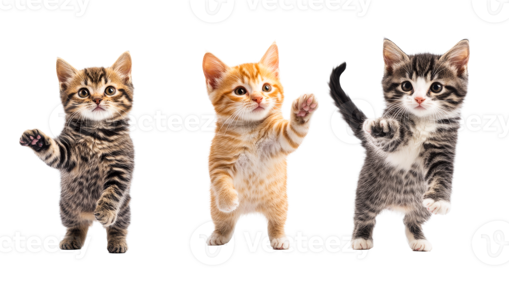 Playful trio of kittens standing up, cut out transparent png