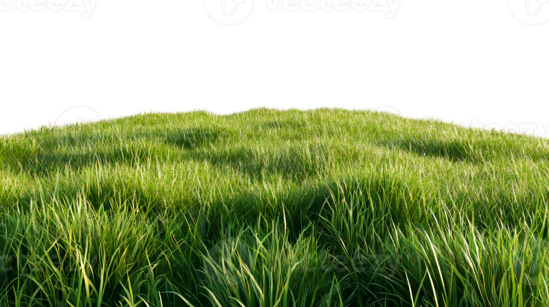 Lush Green Meadow With Tall Grass Growing, isolated, cut out transparent png