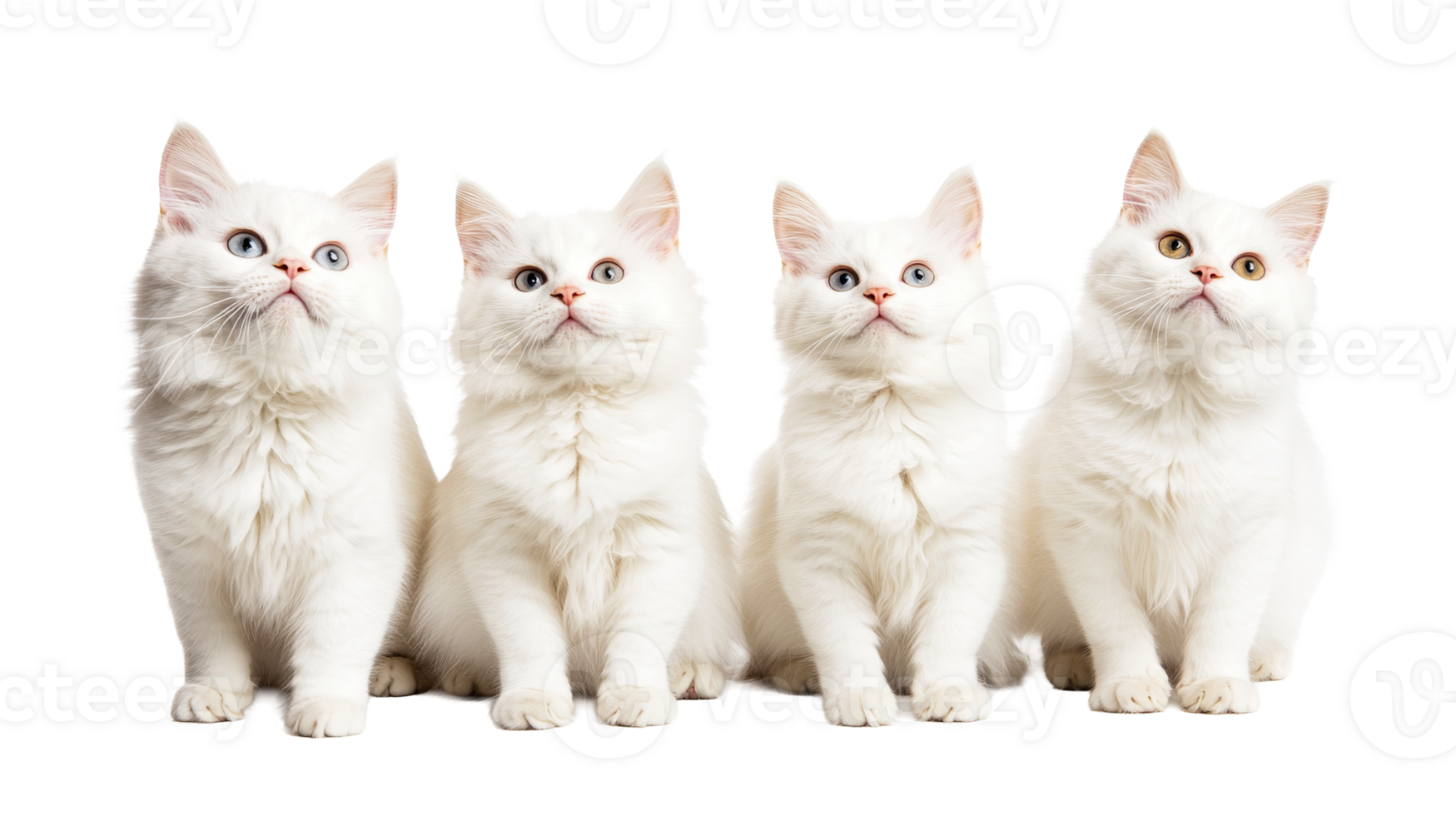 Group of four cute white kittens posing, looking up, cut out transparent png