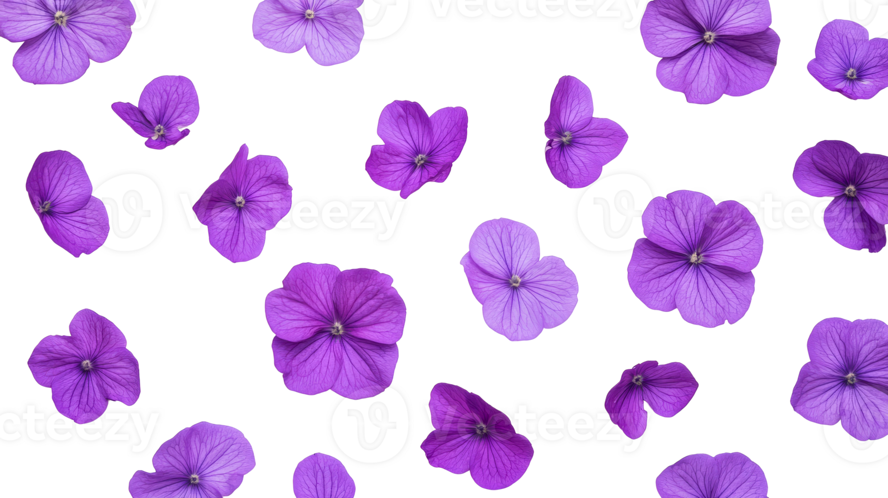 Purple flowers scattered against a black background, cut out transparent png