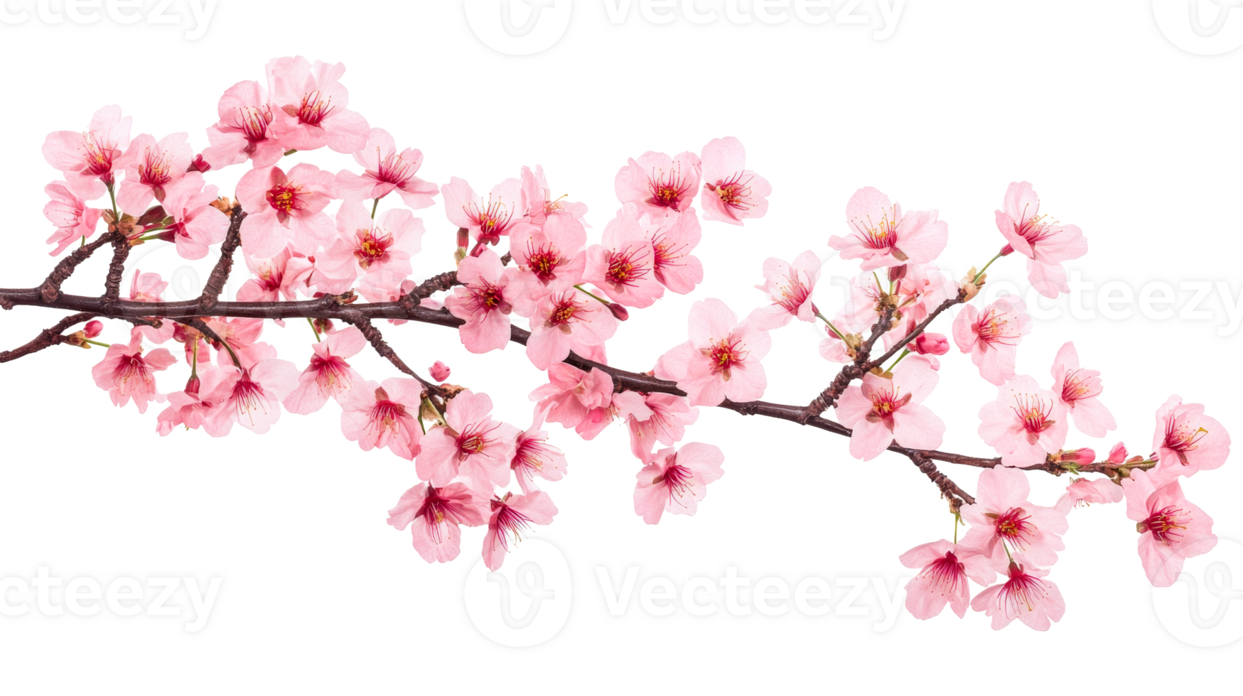 Sakura branch with pink blossoms on black background, cut out transparent png