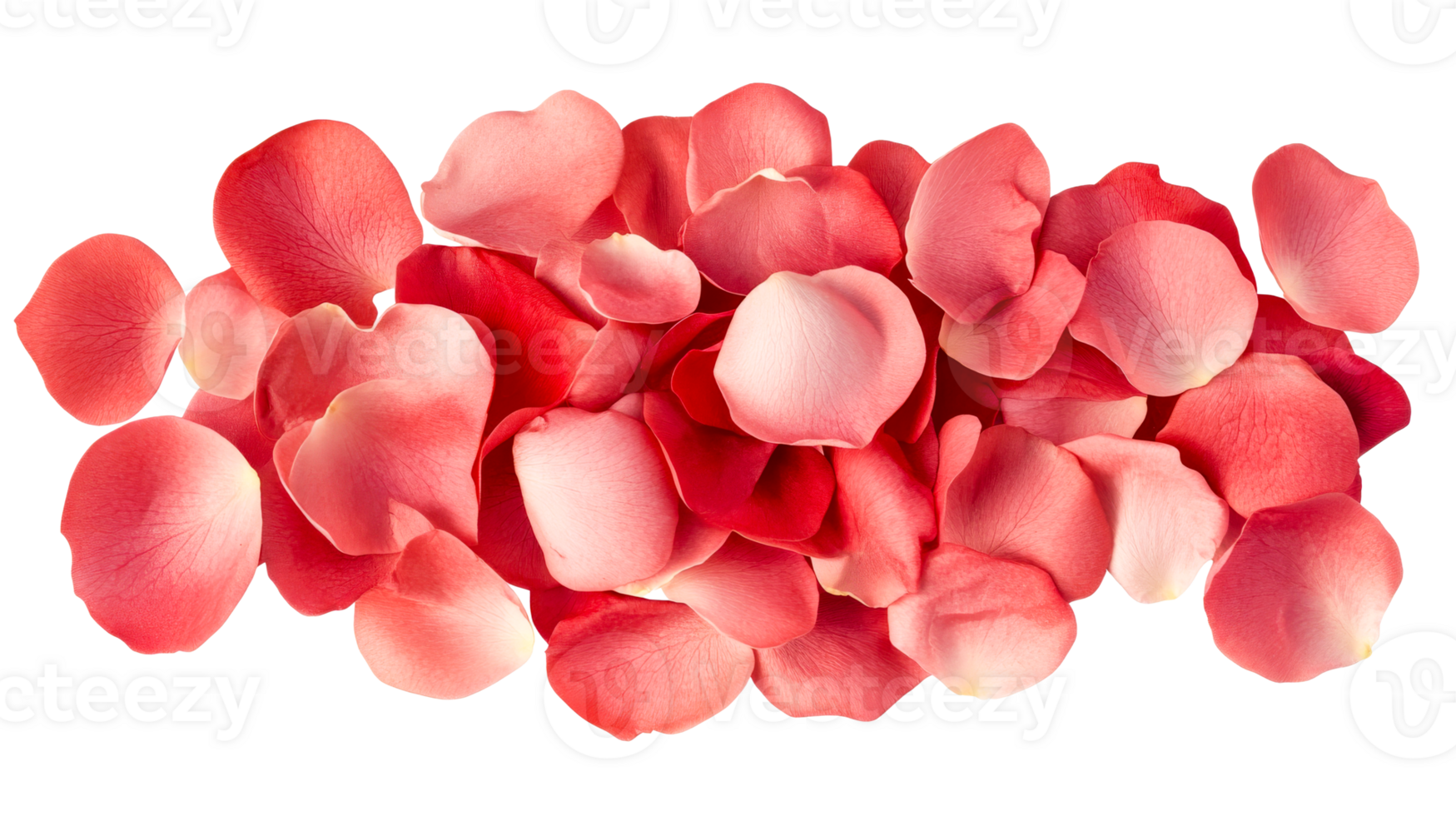 Pile of pink and red rose petals, romance concept, wedding, cut out transparent png