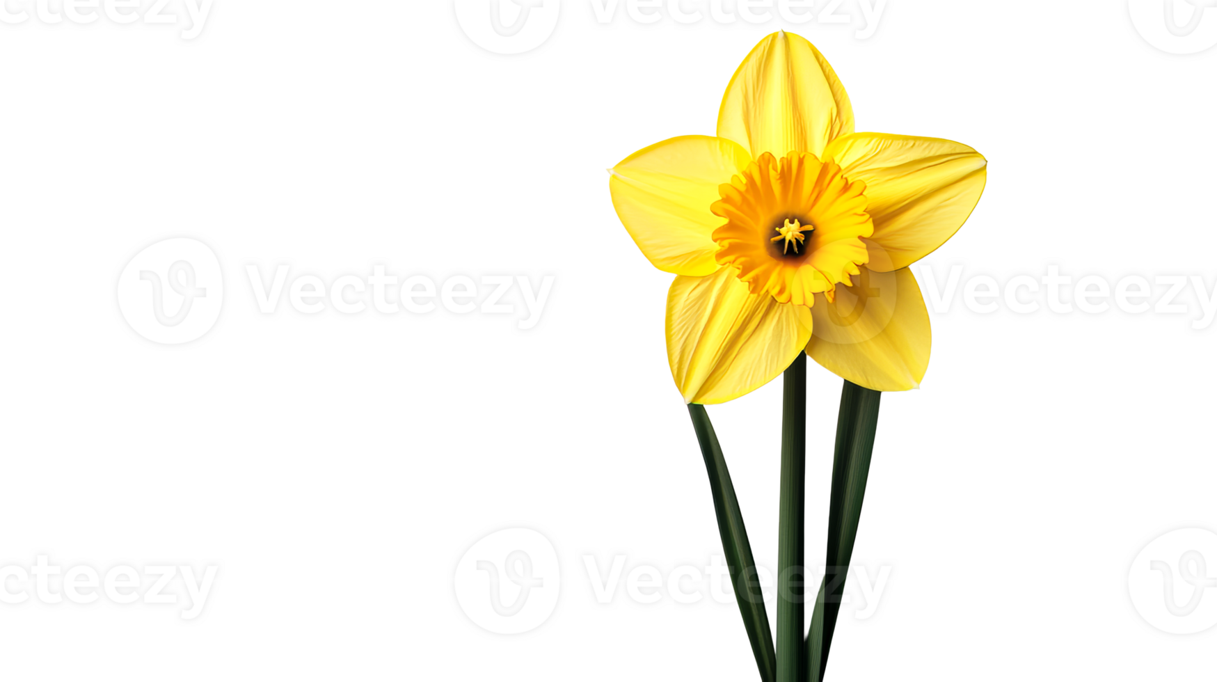 Yellow daffodil, flower isolated on a black background, cut out transparent png