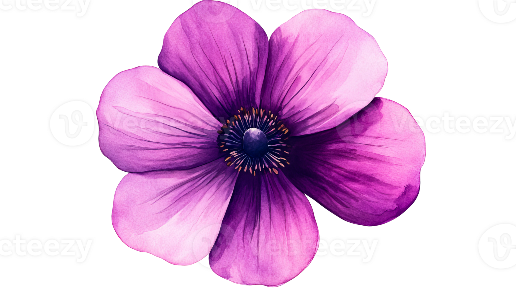 Watercolor anemone flower painting in shades of pink, cut out transparent png