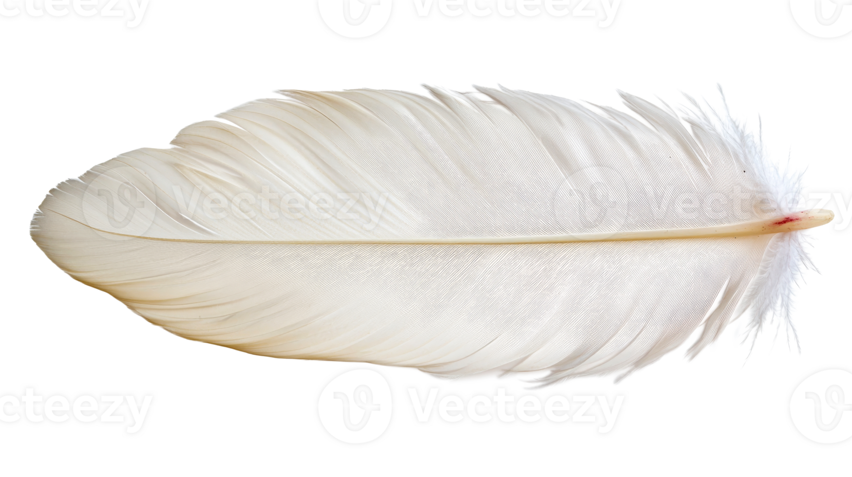 Delicate white feather against black backdrop in elegant composition, cut out transparent png