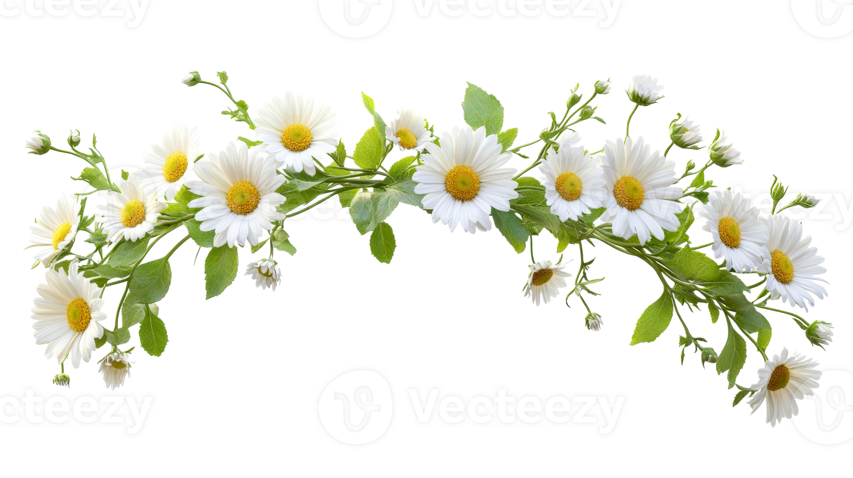 White Daisy Garland Arrangement on Black Background, cut out transparent png