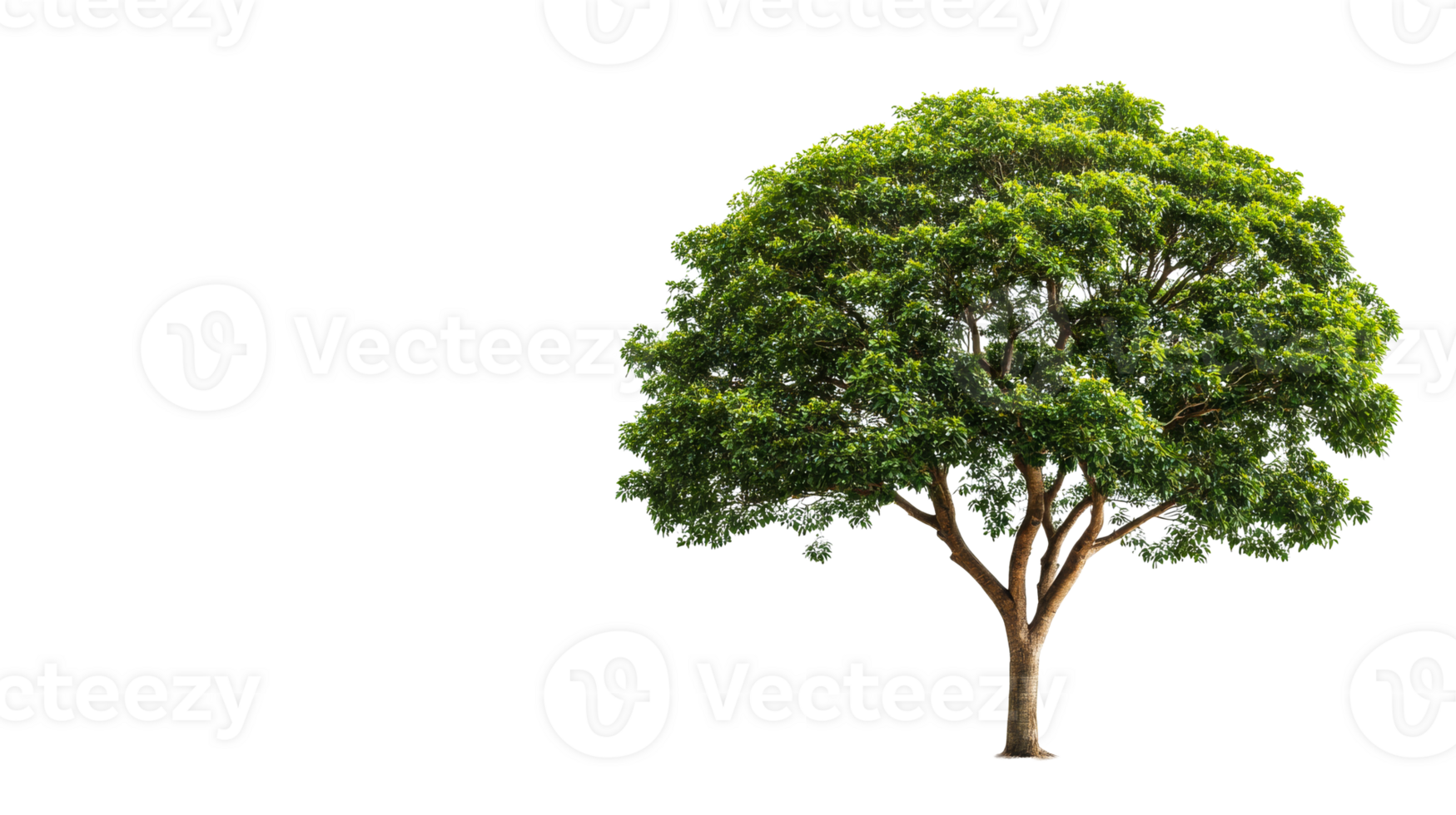Deciduous tree with dense foliage on black background, cut out transparent png
