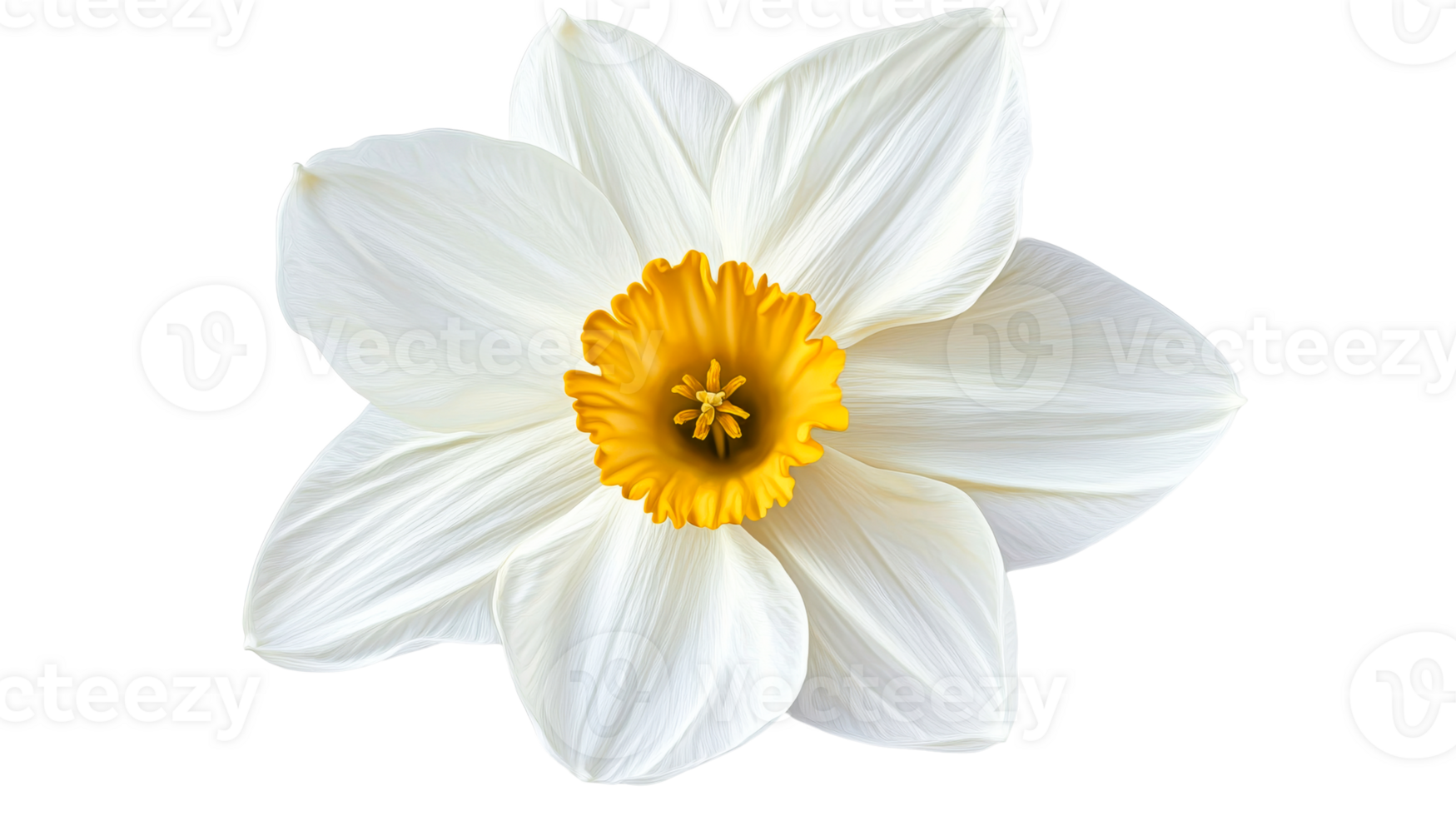 Daffodil with Yellow Center and White Petals, Cut Out Transparent png