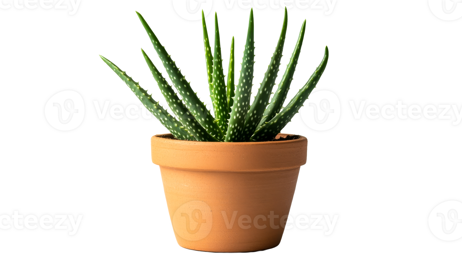 Aloe plant in clay pot, isolated on black, cut out transparent png