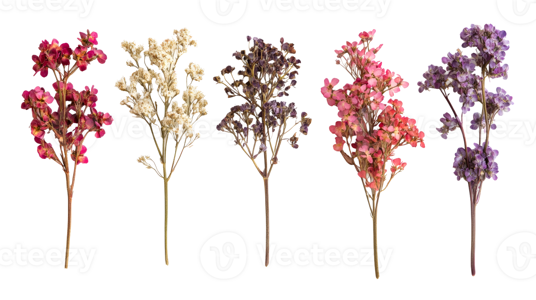 Set of colorful dried decorative flowers isolated on black, cut out transparent png