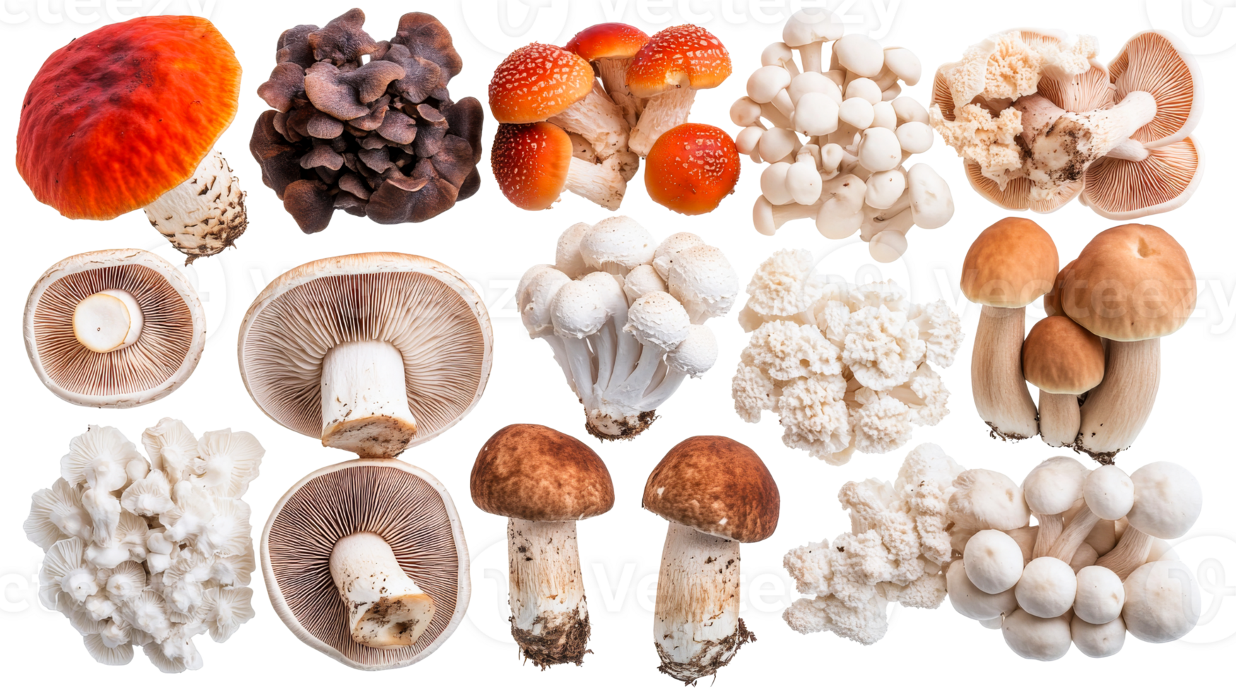 Different types of mushrooms in one group, cut out transparent png