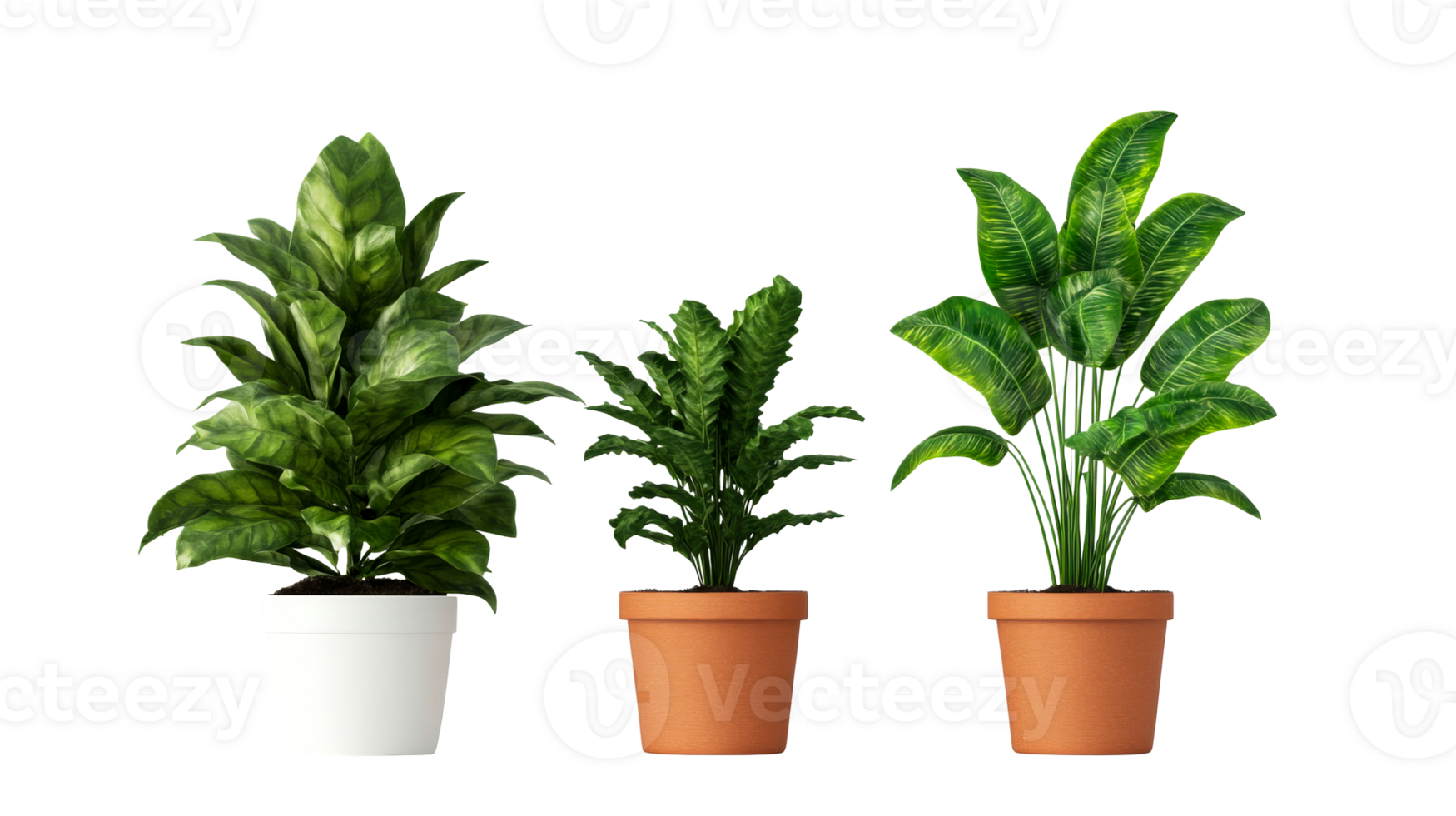 Three potted plants of different species, transparent background, cut out transparent png