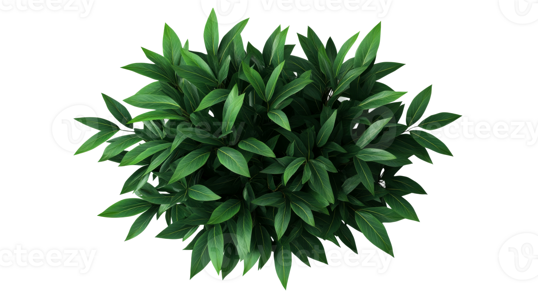 Overhead shot of lush green plant with pointed leaves, cut out transparent png