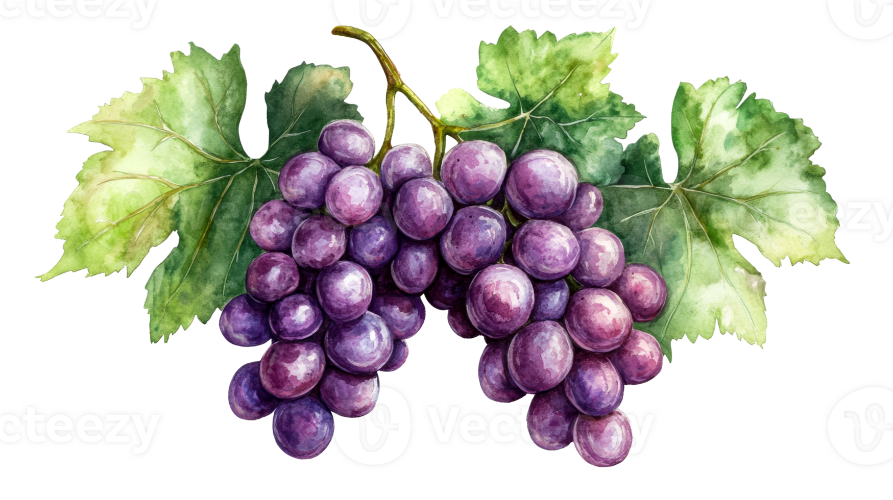 Watercolor painting of purple grapes with green leaves, cut out transparent png