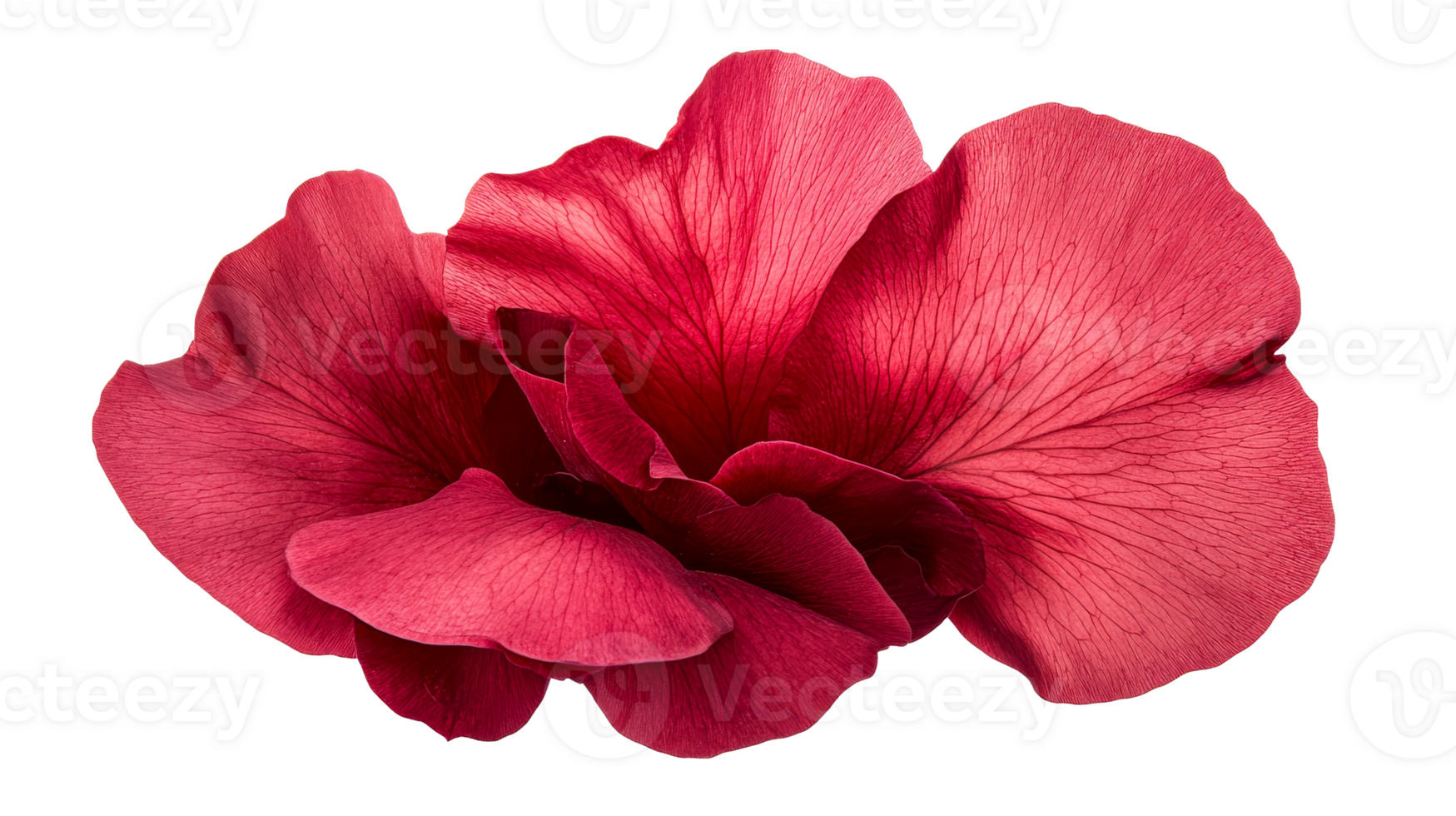 Red flower petals close-up botanical, artistic flora bloom, cut out transparent png