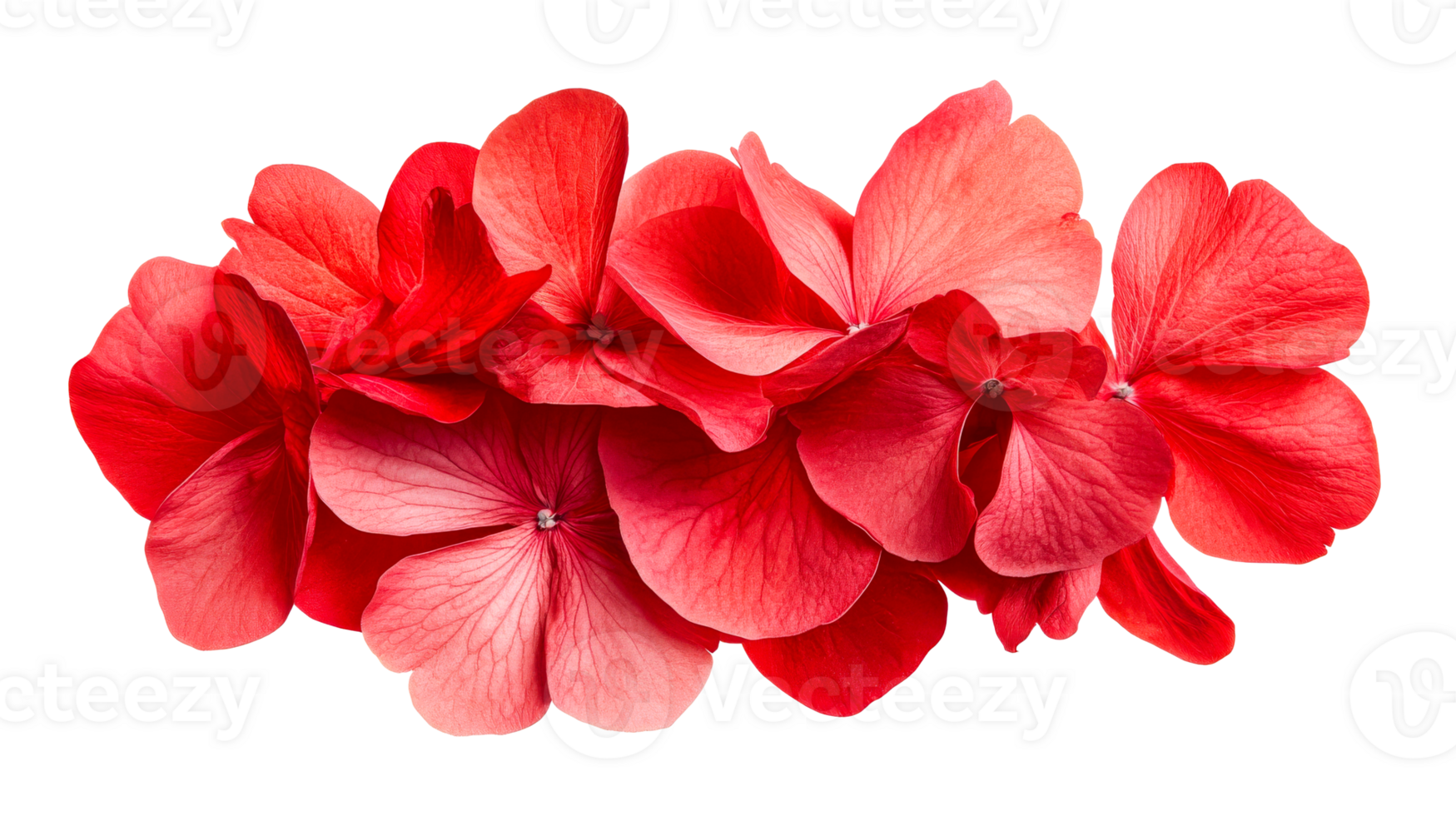 Vivid red geranium flowers clustered together, floral arrangement, cut out transparent png