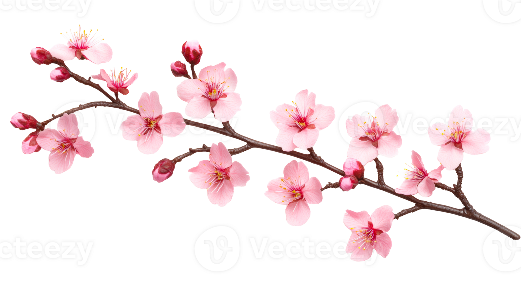 Blooming pink cherry blossom branch on black background, cut out transparent png