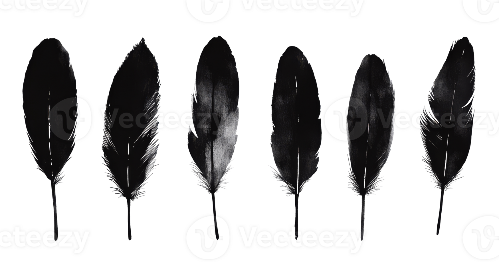 Collection of elegant, black feathers in a row on dark background, cut out transparent png
