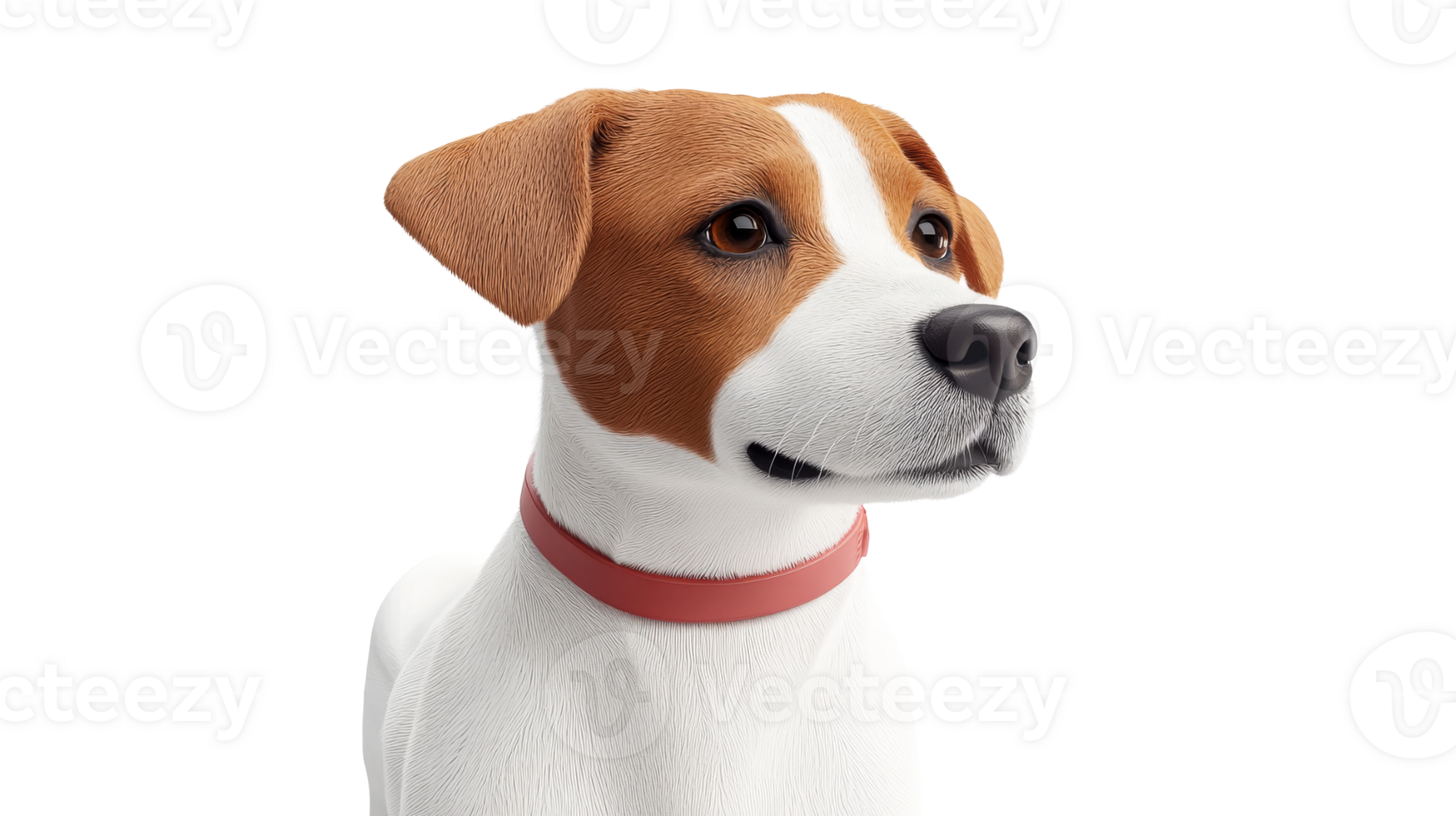 Jack Russell Terrier Portrait with a Red Collar, cut out transparent png