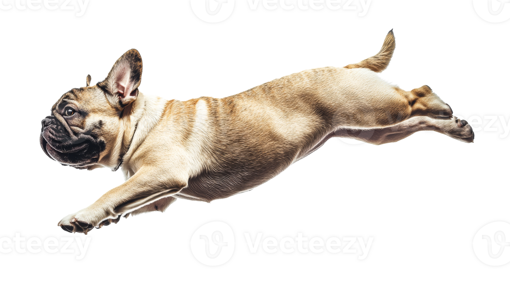 Energetic French Bulldog Leaping in Mid-Air, Cut Out Transparent png