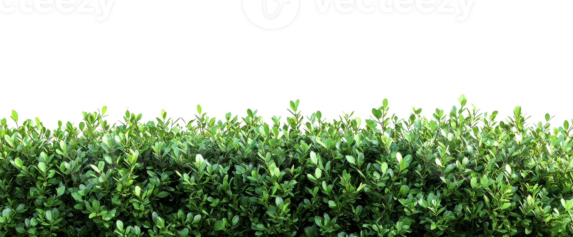 Lush green shrub hedge, close-up, detailed foliage texture, botany, cut out transparent png