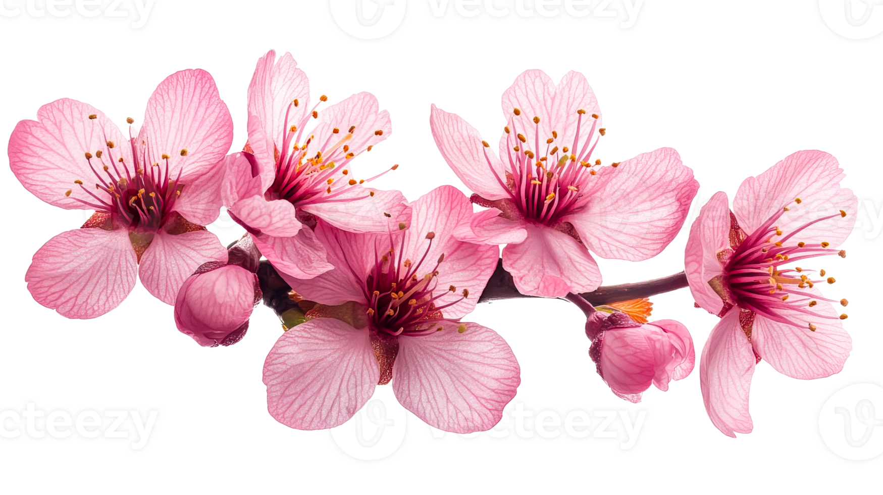 Pink blossom with flower buds on black, cut out transparent png