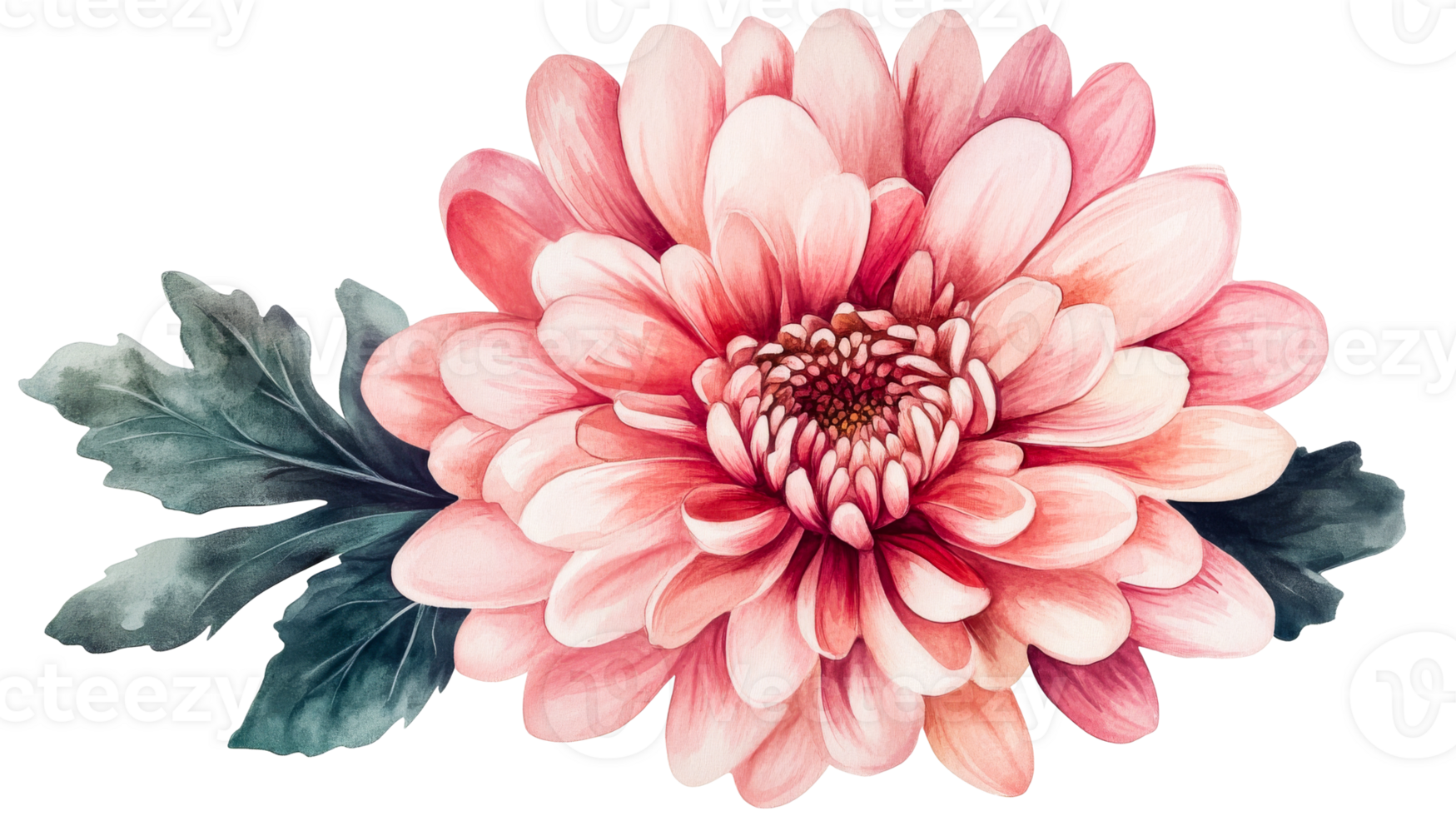Delicate pink chrysanthemum flower with green leaves, cut out transparent png