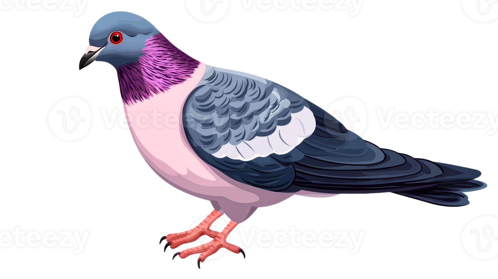 Pigeon illustration, bird, close up, detailed colors, nature, fauna, cut out transparent png