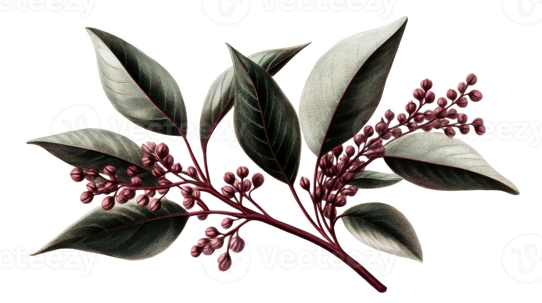 Branch of berries and leaves in botanical illustration style, cut out transparent png