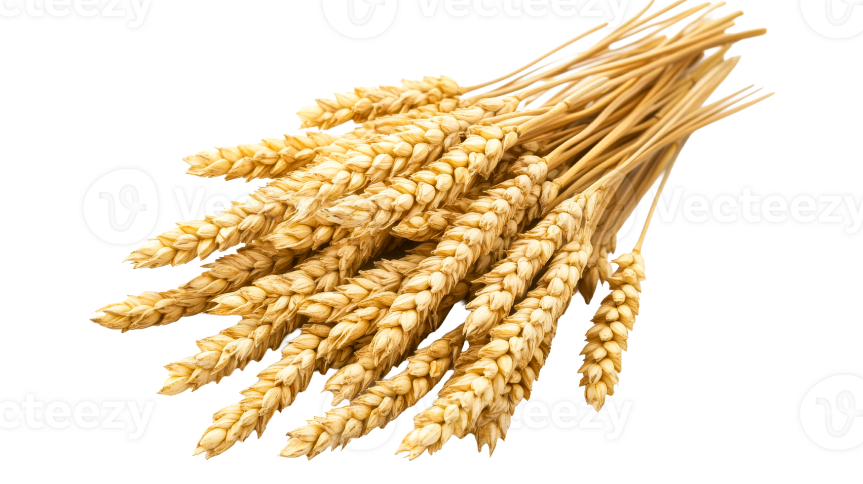 Ripe wheat bunch, ears, isolated, close-up, harvest, golden, cereal , cut out transparent png
